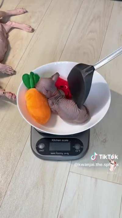 Delicious fried kitten and peppers recipe 🤤