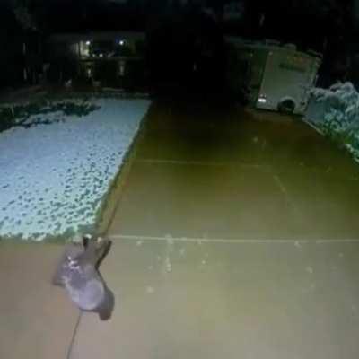 🔥 Security camera caught a bear cub trying to catch snowflakes ❄️