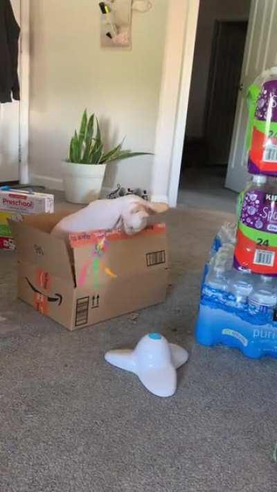 Who needs toys when you got boxes?