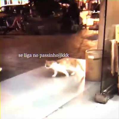 De um tempo para uma dancinha do gato deslizante
