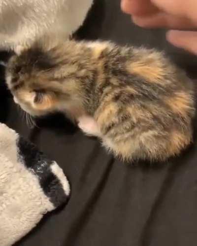 Kitten's first startle