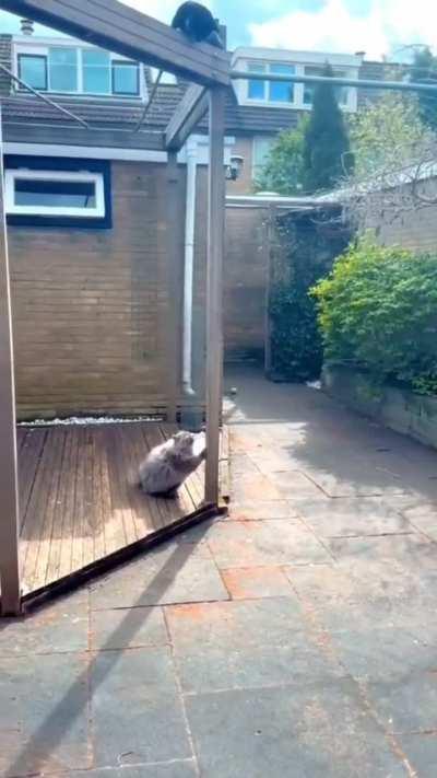 Бабушка откормила