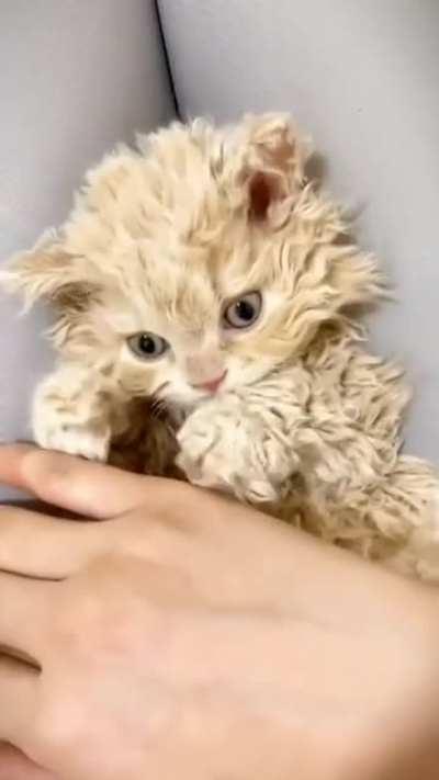 Curly kitty