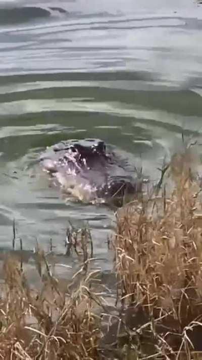 Took this video at Lake Apopka this weekend 🐊