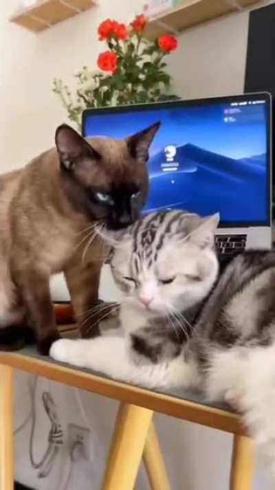 The cat yawns then bit the other cat's ear accidentally.