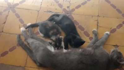 Sometimes the animal is so cute.