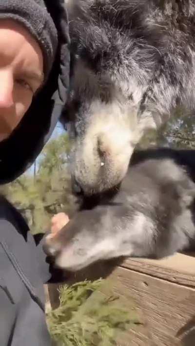 Owner of massive Timberwolf tempts fate