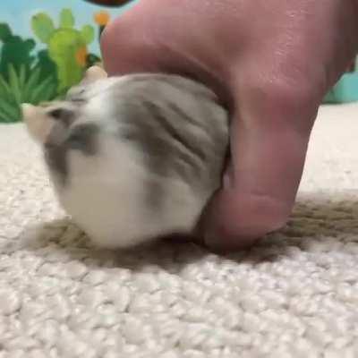 So smol it fits. Credit ig : wildrosehamsters