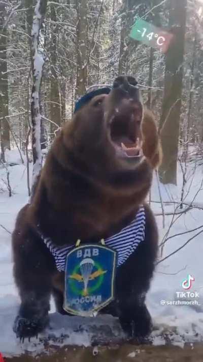 🐻🇷🇺