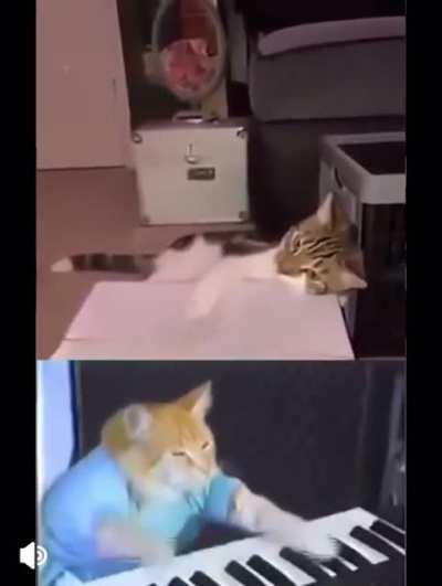 This cat really slaps.