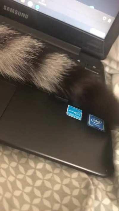 my cat flicks his tail to the rhythm of buzzcut season! i tested this a couple times and he does a very similar movement every time.