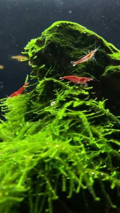 Just some of my shrimp chilling at the moss tower.