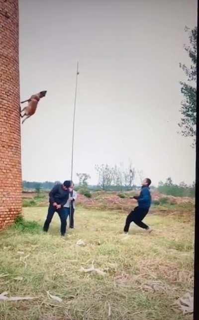 Belgian Malinois are incredibly acrobatic dogs!