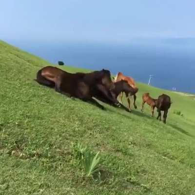 These horses decided to try sliding down a hill
