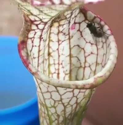 🔥 A fly getting eaten by a carnivorous pitcher plant 🔥