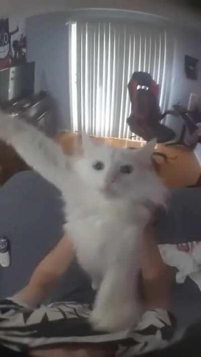 aweonasogang - Video #2206