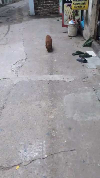 My fault for bodyshaming him :(