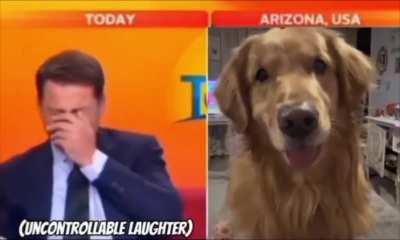When the dog accidentally attends a news interview.