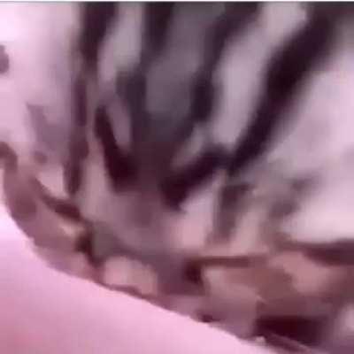 I need this for a gif 🗿