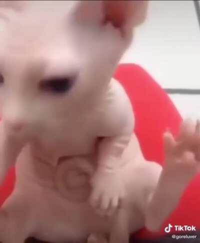 Es de tik tok, pero el gato es simplemente demasiado tierno, es parte de unusual meme así que no se que bandera