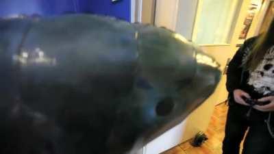 All embrace Carolus Shark