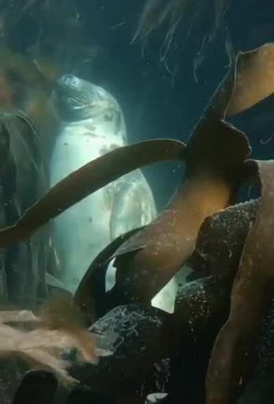 Taking a little nap underwater.