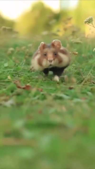 Hope this makes your day a little better.
