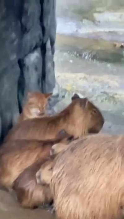 orange is the impostor