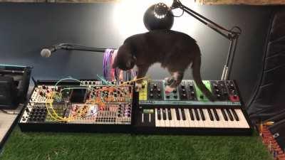 My cat throwing down a short power electronics set