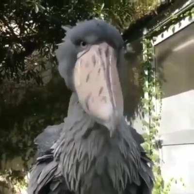 🔥 Closeup view of the most prehistoric looking bird alive today, the Shoebill Stork.