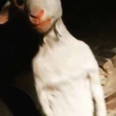 A standing goat… pretty self explanatory.