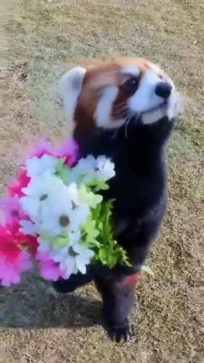 It is custom for Red Pandas to collect flowers after Valentine's Day, and deliver them unto those who received none. Here are yours, loser!