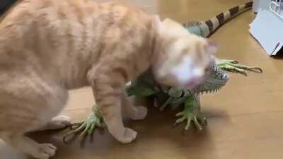 A different kind of brush, but efficient none the less.