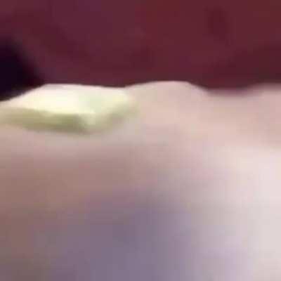 upvote for butter dog