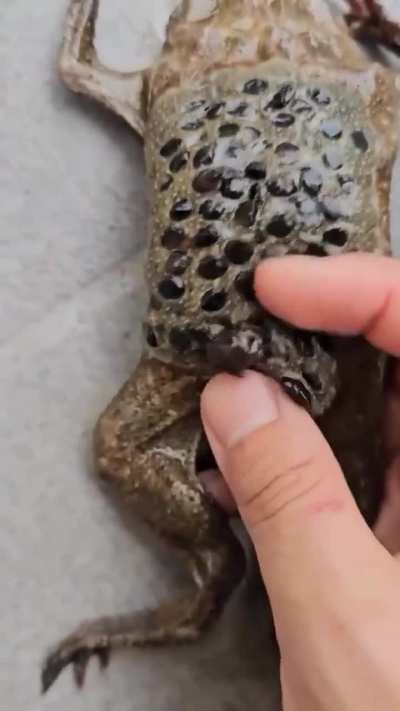 The Surinam Toad has one of the strangest birth methods in the animal kingdom. Babies erupt from a cluster of tiny holes in their mother’s back.