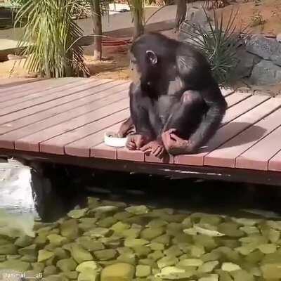 This chimp admiring and feeding the fish