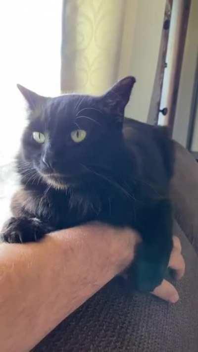 Cat viciously attacks human after they stop petting him.