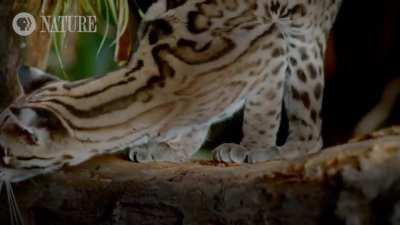 Sometimes called the 