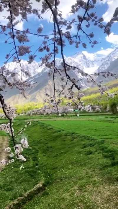 Blossom in Skardu
