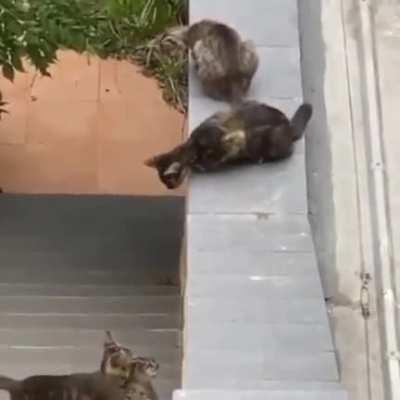 Just some cats making sure they don't leave the kitten