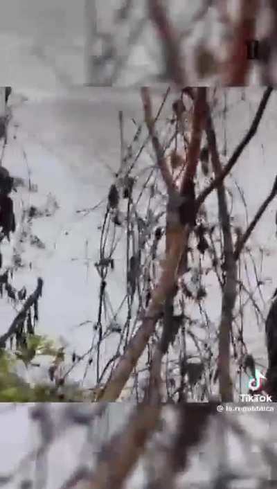 I Vigili del Fuoco fanno anche questo, salvare struzzi quando esonda un fiume a Roma