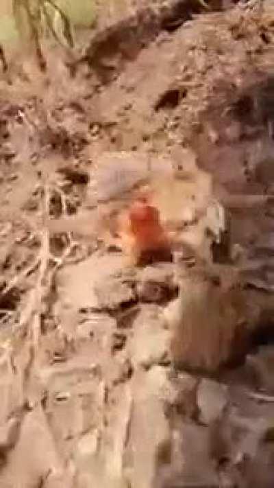 Camel Spider’s furious battle cry.