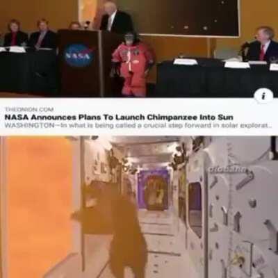 Monos graciosos -Dia 18 subiendo un meme hasta que orslok me desbanee de twitch dragobian