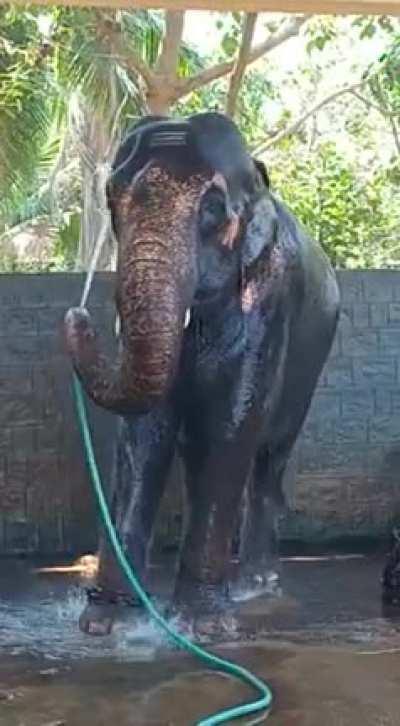 A captive elephant taking a shower.