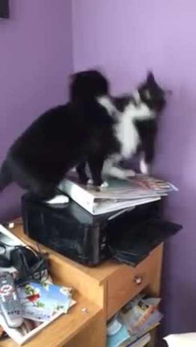 Fighting over a prime napping spot