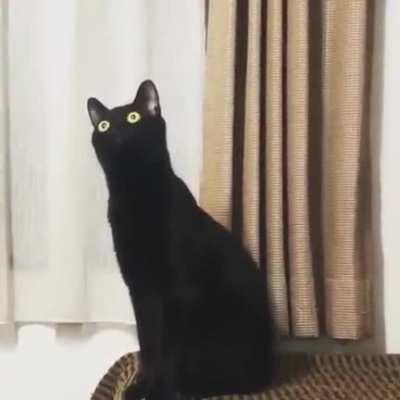 Greebles Dancing To Classical Music