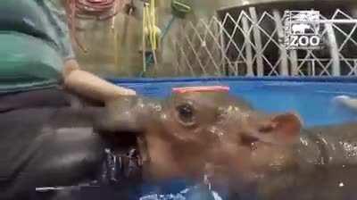 Hipopótamo raivoso atacando uma pessoa inocente