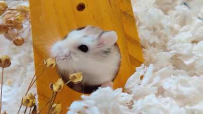 Flax is everything 🐹