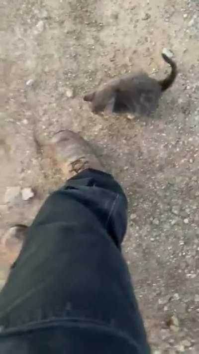 Mountain climbing stray at work...adopted!