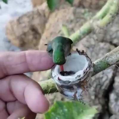 I've never seen this before 😌 the babies are so tiny!